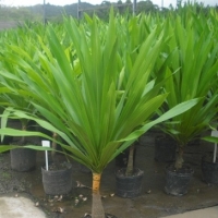 Dracena arborea.jpg